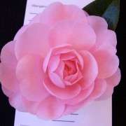H Rose Bouquet