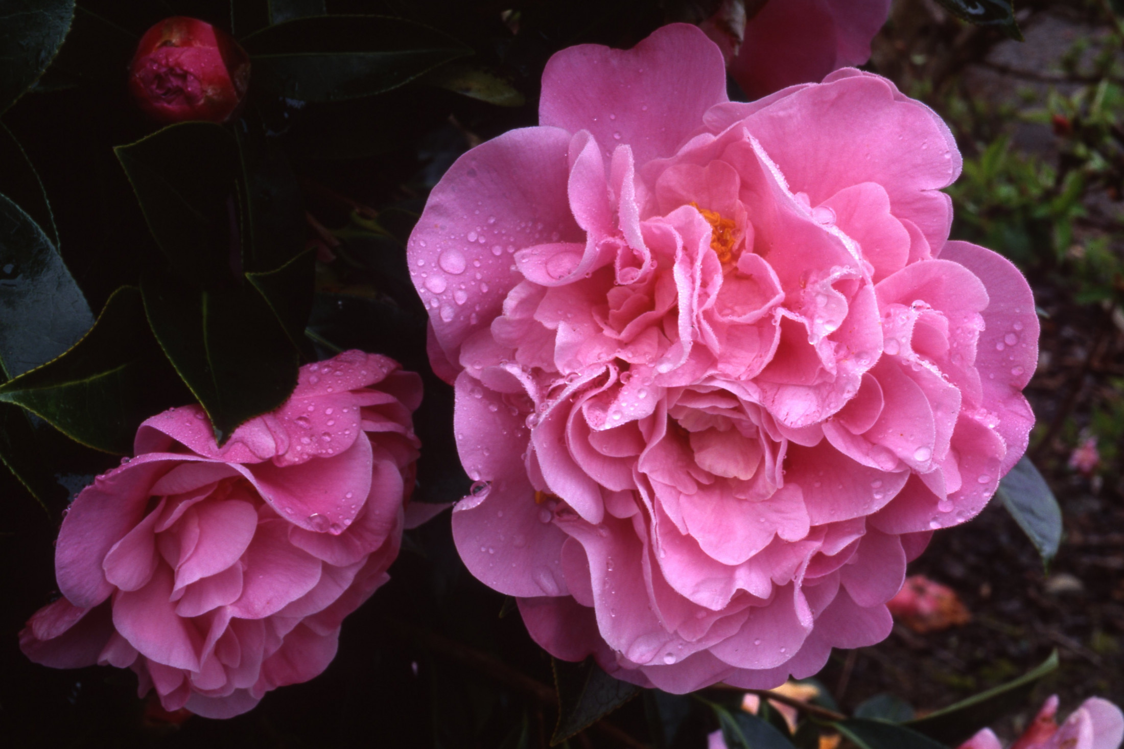 152 Rose Bouquet