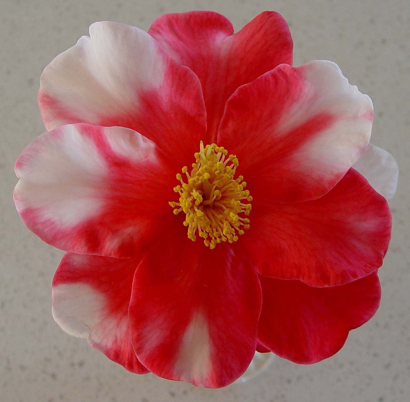 Growing Camellias - NZ Camellia Society