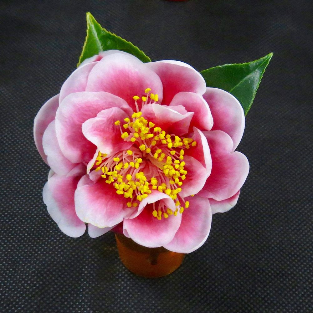 Camellia