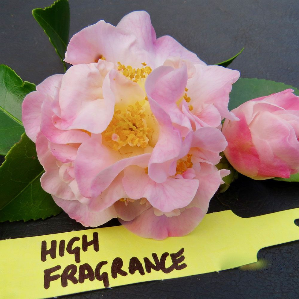 Camellias 0000 Img77high Fragrance Resize